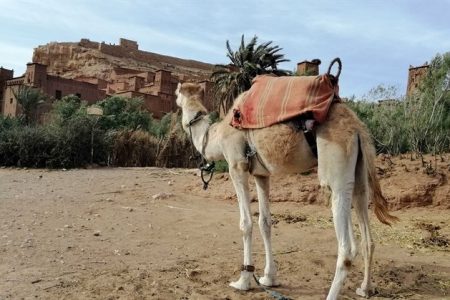 Gran tour de Marruecos 9 días desde Tánger a Tánger
