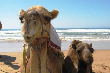 Tánger y Asilah en Riads – 3 días desde Tarifa